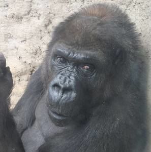 Meet your Posher, Jake